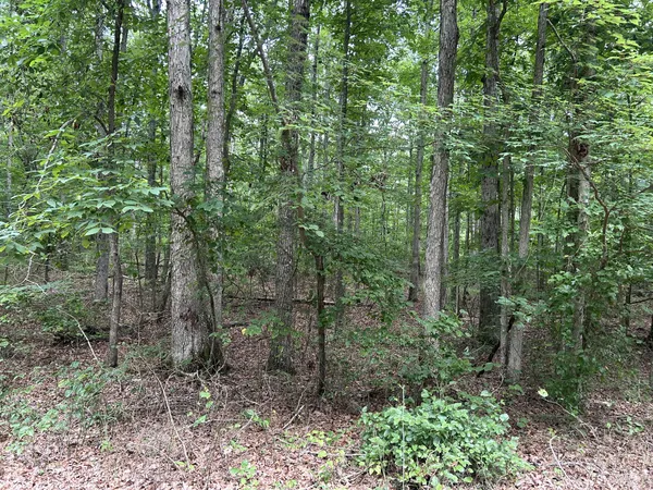 a view of a forest that has a tree