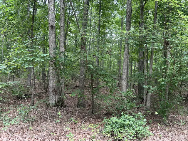 a view of a forest that has a tree