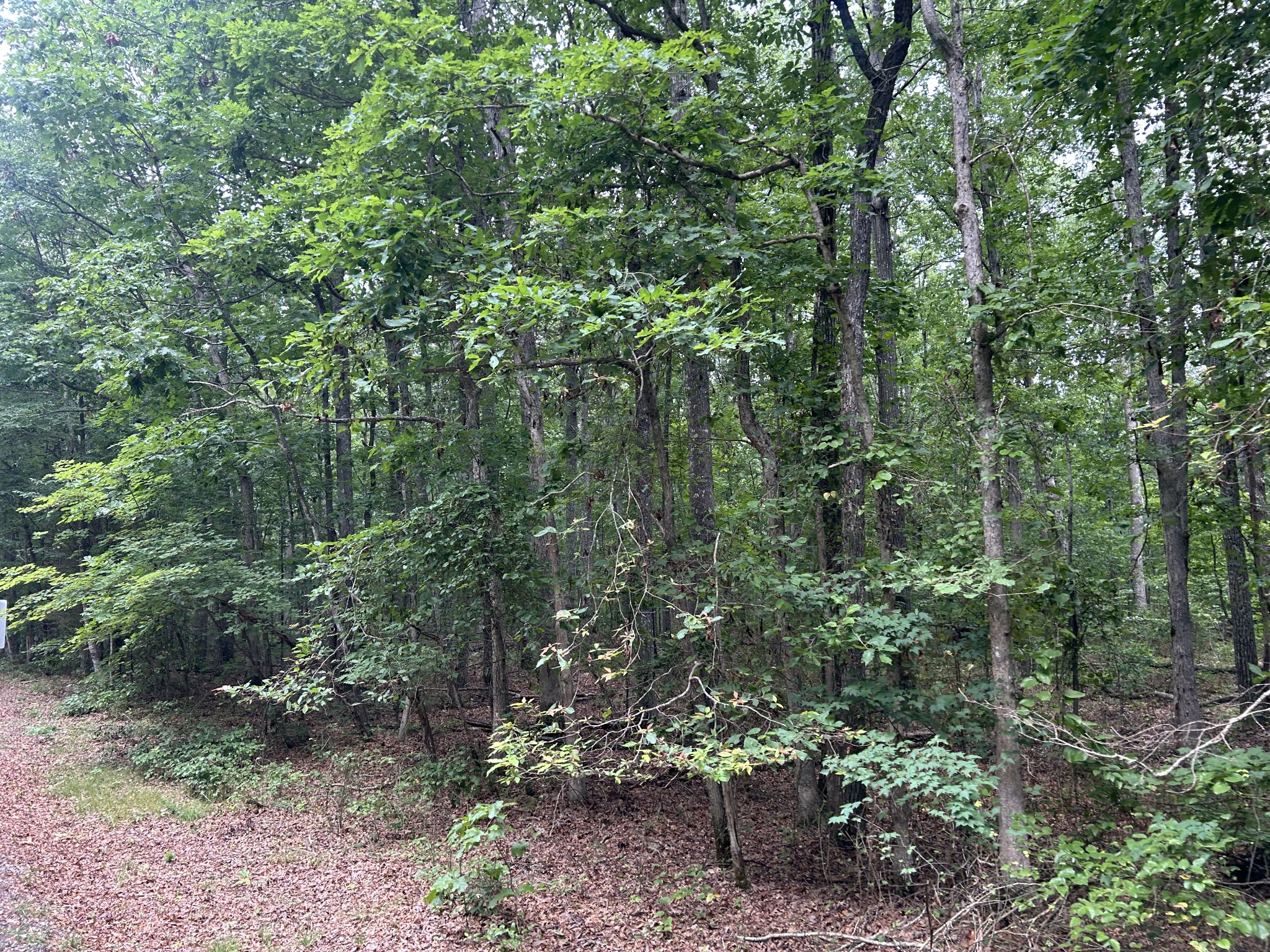 170 Deer Run Loop Altamont, TN 37301 - Photo 15 of 19 a view of a forest that has a tree