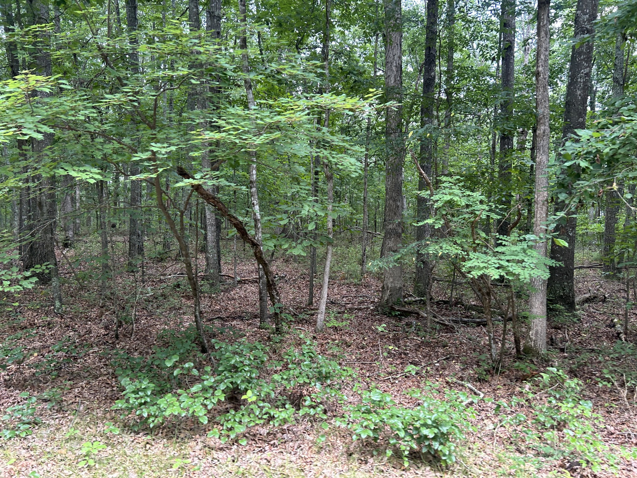 170 Deer Run Loop Altamont, TN 37301 - Photo 16 of 19 a green field with lots of trees