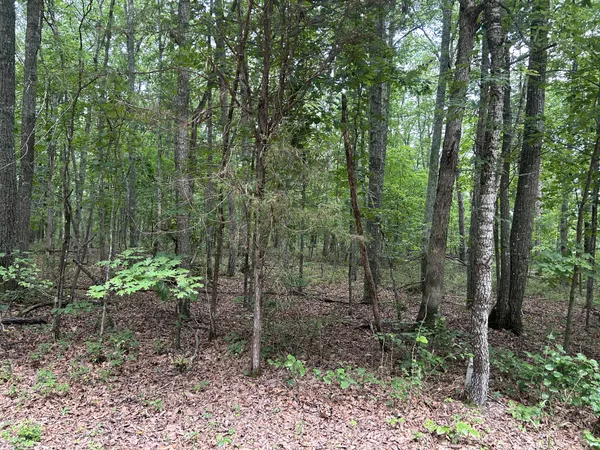 a view of a forest that has large trees