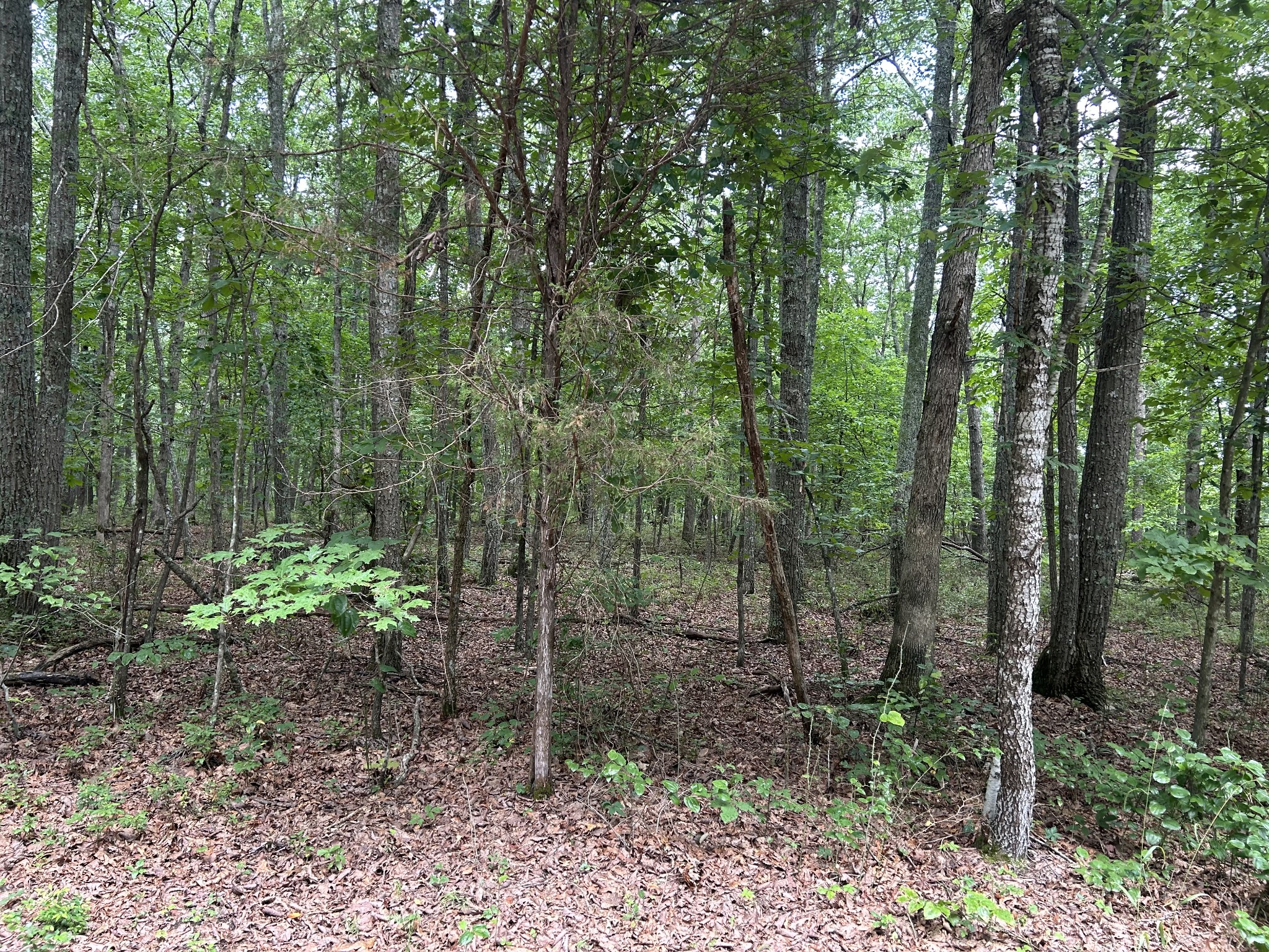 170 Deer Run Loop Altamont, TN 37301 - Photo 17 of 19 a view of forest