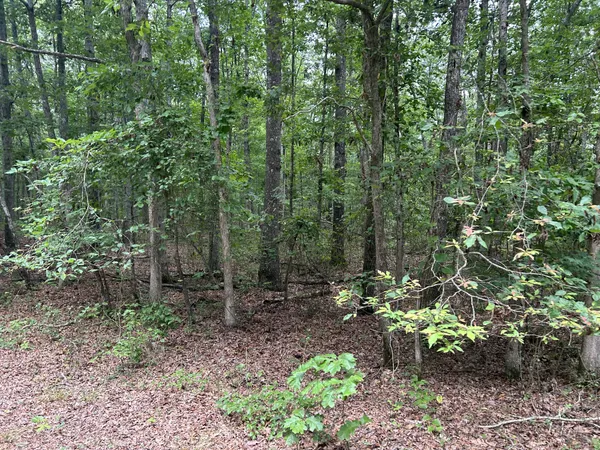 a view of a forest with trees