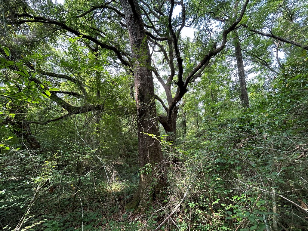 40.522-ac Cecil Varnum Road Dothan, AL 36301 - Photo 11 of 38