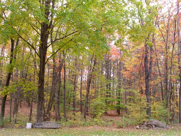 117 Garfield Road Athol, MA 01331 - Photo 16 of 16 Gallery Image 16