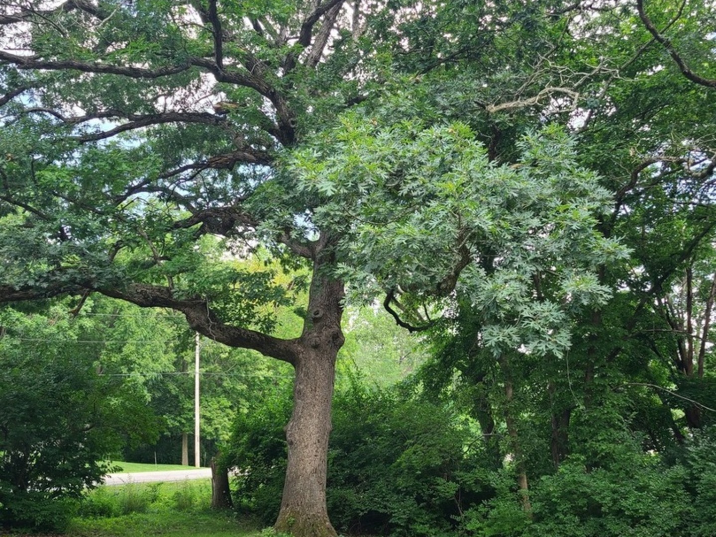 2871 East 777th Road Utica, IL 61373 - Photo 16 of 18 a view of lush green forest