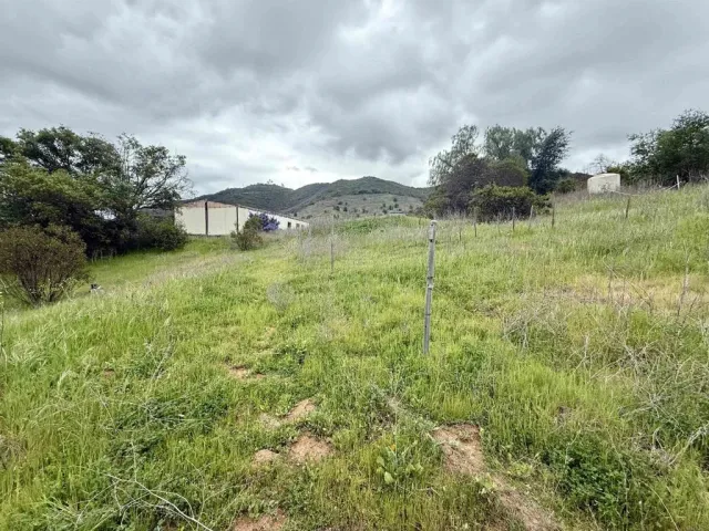 a view of a big yard with plants and large trees