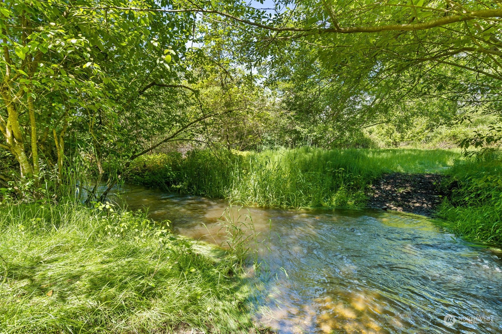 916 McLeod Road Bellingham, WA 98226 - Photo 39 of 40 a big yard with lots of green space and deers