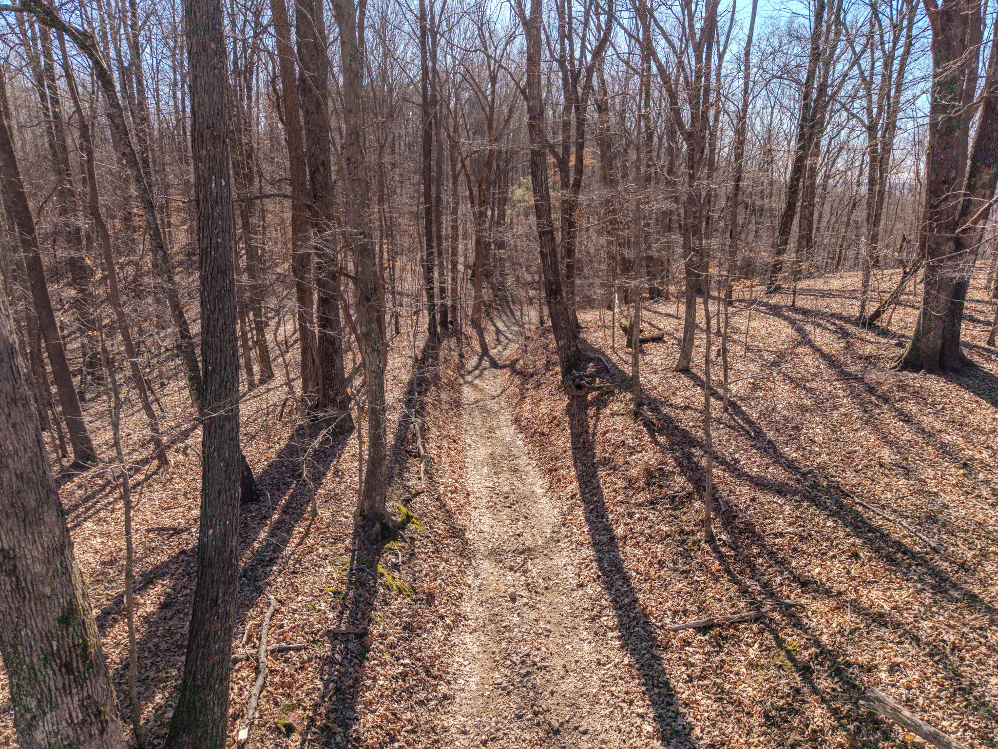0 Murrell Bench Road Belvidere, TN 37306 - Photo 5 of 7 a view of a yard with trees in the background