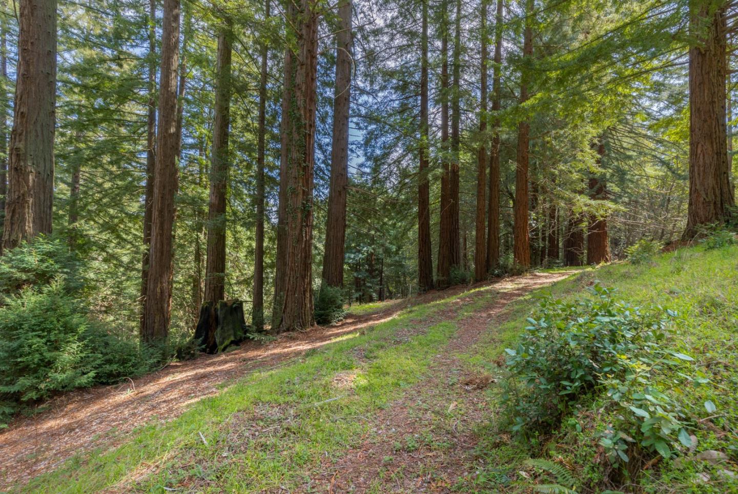 394 Summit Road Watsonville, CA 95076 - Photo 22 of 26 a view of a yard with large trees