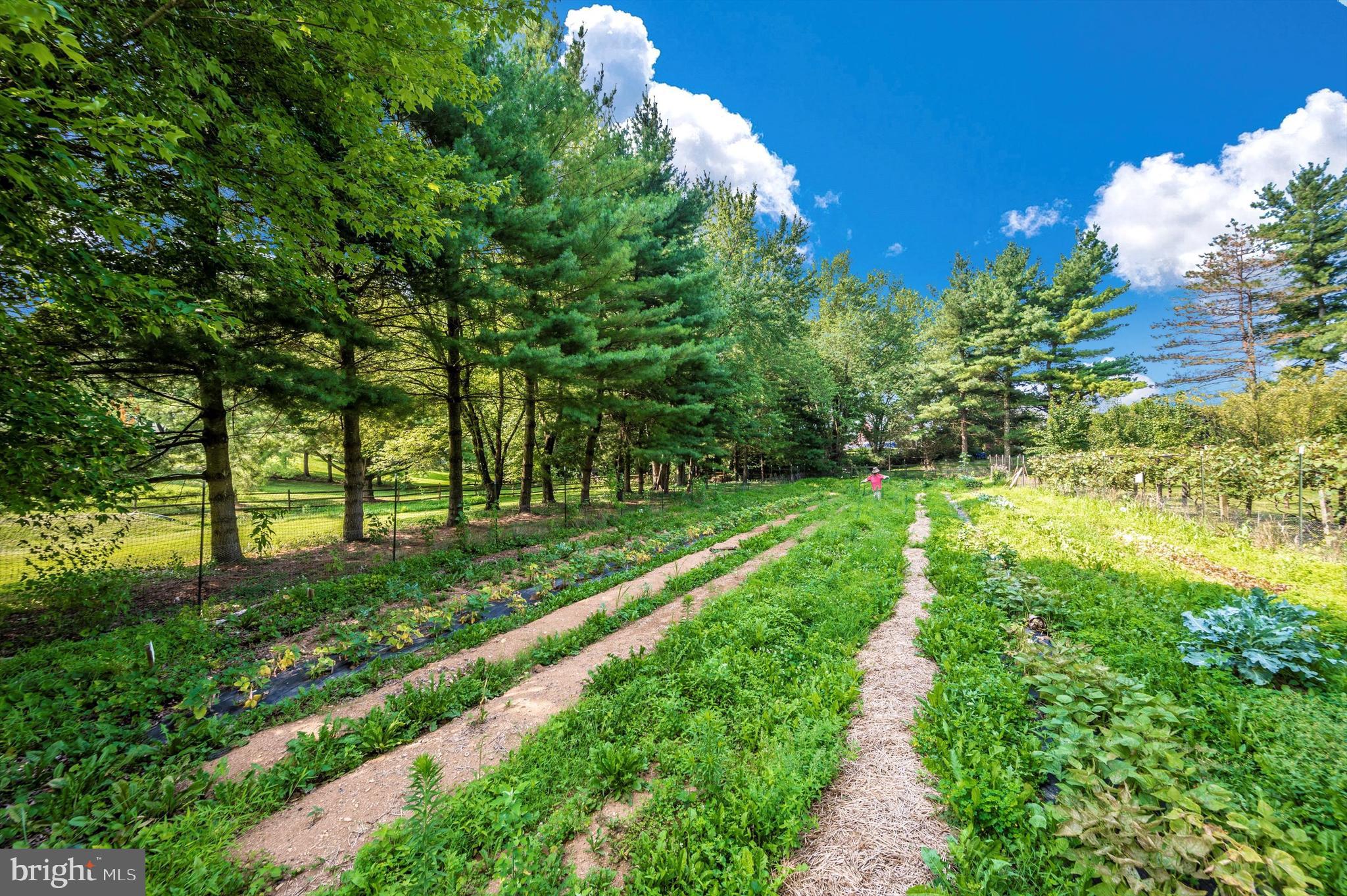 5131 Perry Road Mount Airy, MD 21771 - Photo 52 of 63 Perfect for growing fresh fruit and vegetables!