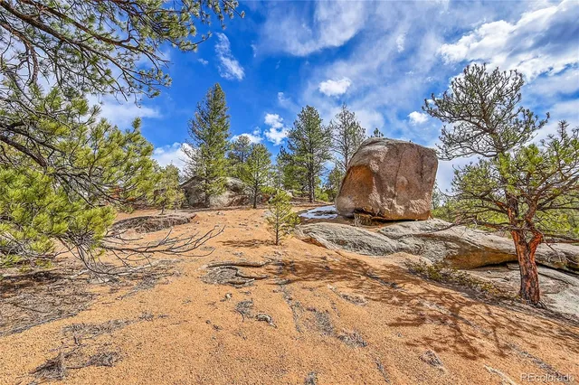 a view of a yard with plants and trees