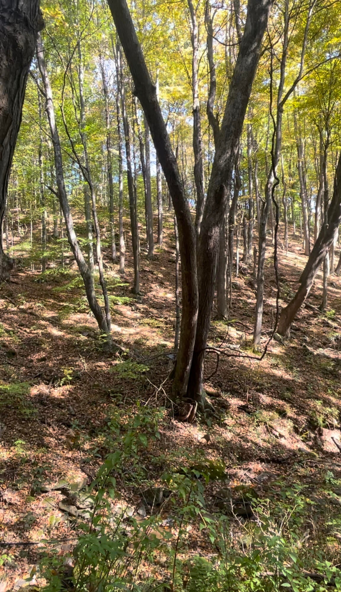 Cornstalk Road Crawley, WV 24931 - Photo 9 of 14 Gallery Image 9