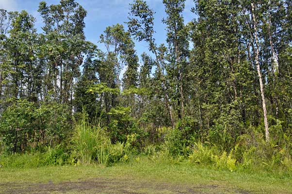 65 Seaview Road Pahoa, HI 96778 - Photo 3 of 10 Gallery Image 3