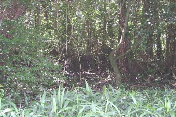 5 Kaohe Homestead Road Pahoa, HI 96778 - Photo 14 of 15 Gallery Image 14