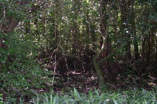 5 Kaohe Homestead Road Pahoa, HI 96778 - Photo 15 of 15 Gallery Image 15