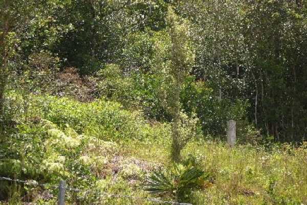 5 Kaohe Homestead Road Pahoa, HI 96778 - Photo 2 of 15 Gallery Image 2