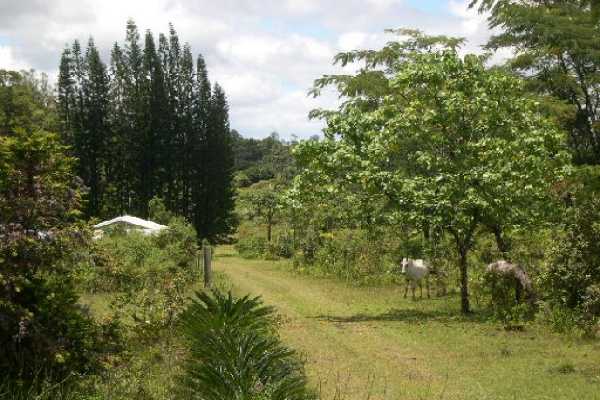 5 Kaohe Homestead Road Pahoa, HI 96778 - Photo 5 of 15 Gallery Image 5