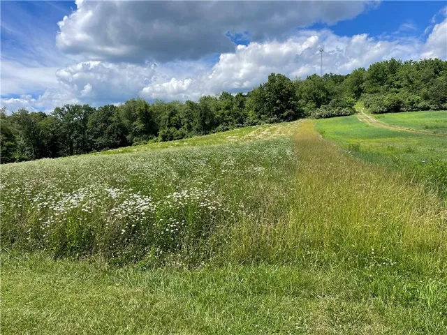 a view of a big yard with large trees