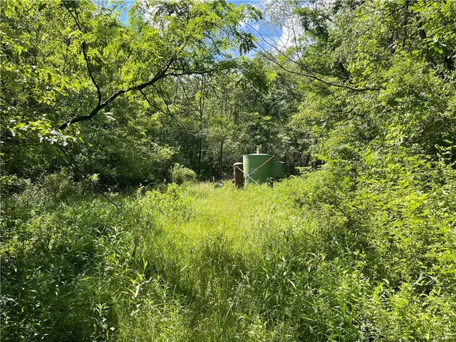 a view of a lush green forest