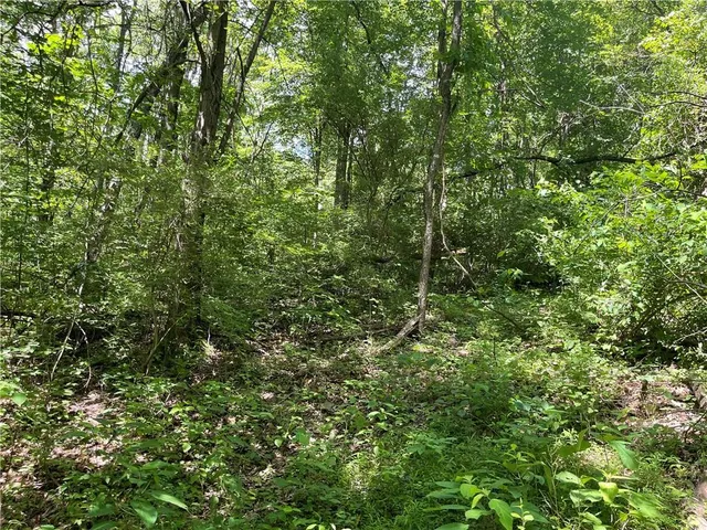 a view of a lush green forest