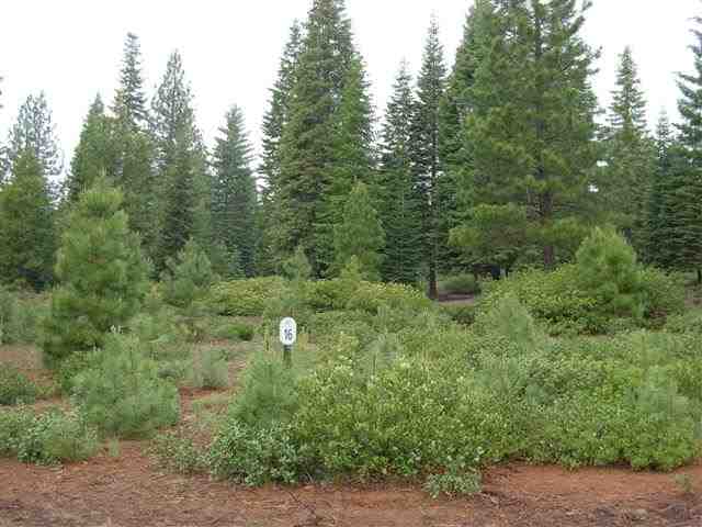 260 Alpine Fir Road Lake Almanor, CA 96137 - Photo 1 of 2 Gallery Image 1