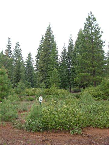 260 Alpine Fir Road Lake Almanor, CA 96137 - Photo 2 of 2 Gallery Image 2