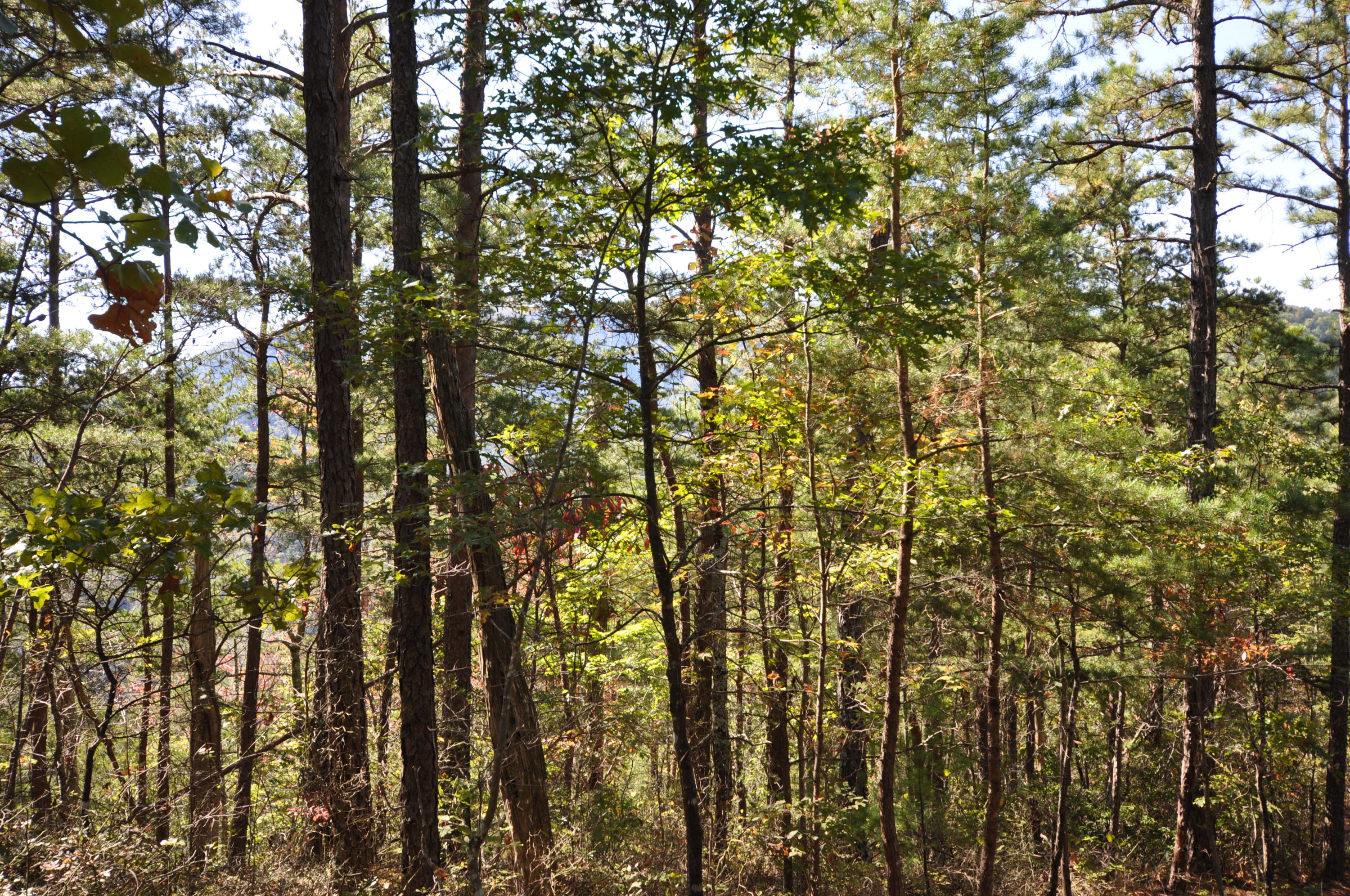 Stonegate Way Loop Townsend, TN 37882 - Photo 13 of 26 DSC_0194