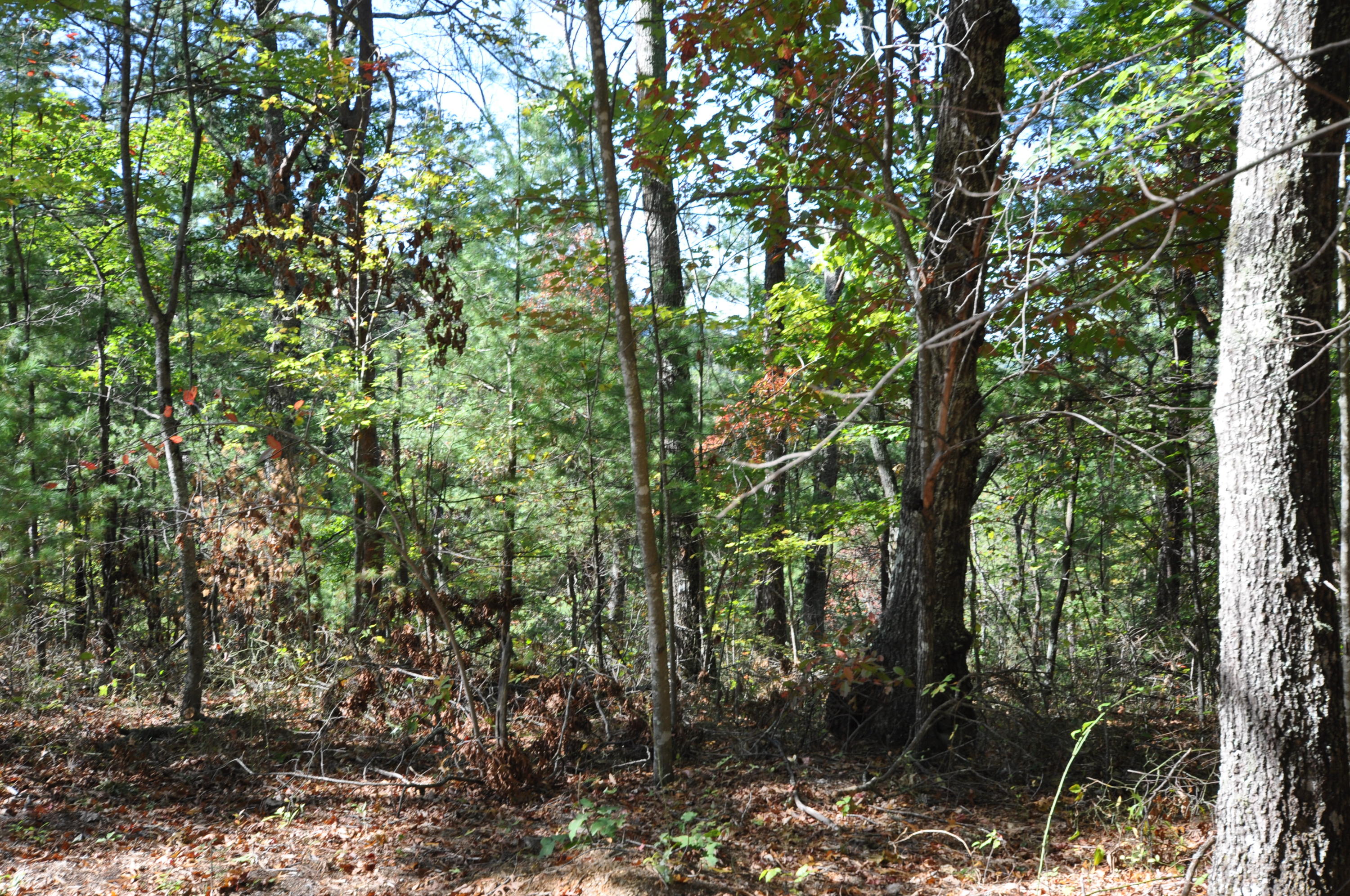 Stonegate Way Loop Townsend, TN 37882 - Photo 14 of 26 DSC_0182