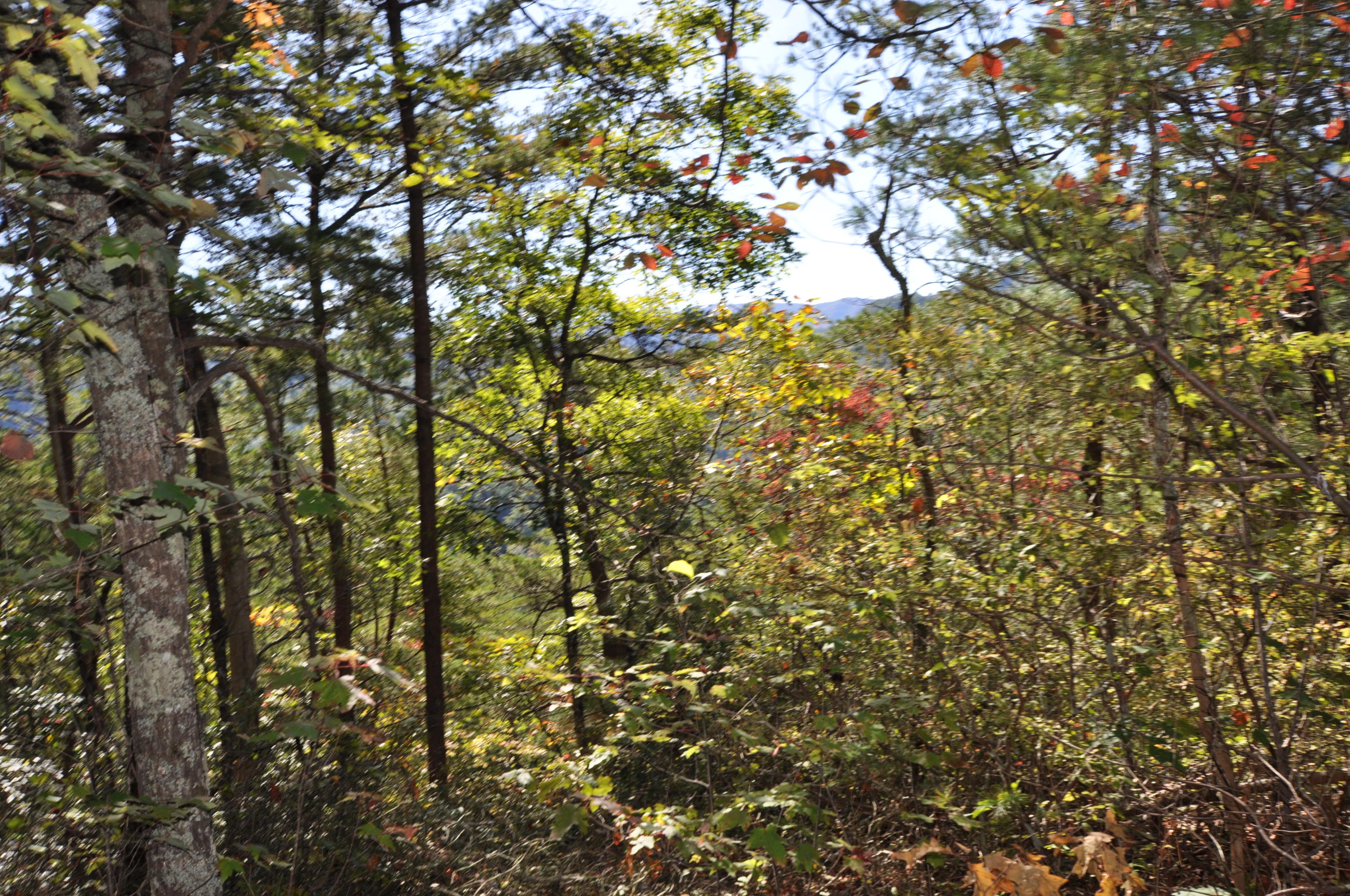 Stonegate Way Loop Townsend, TN 37882 - Photo 15 of 26 DSC_0196