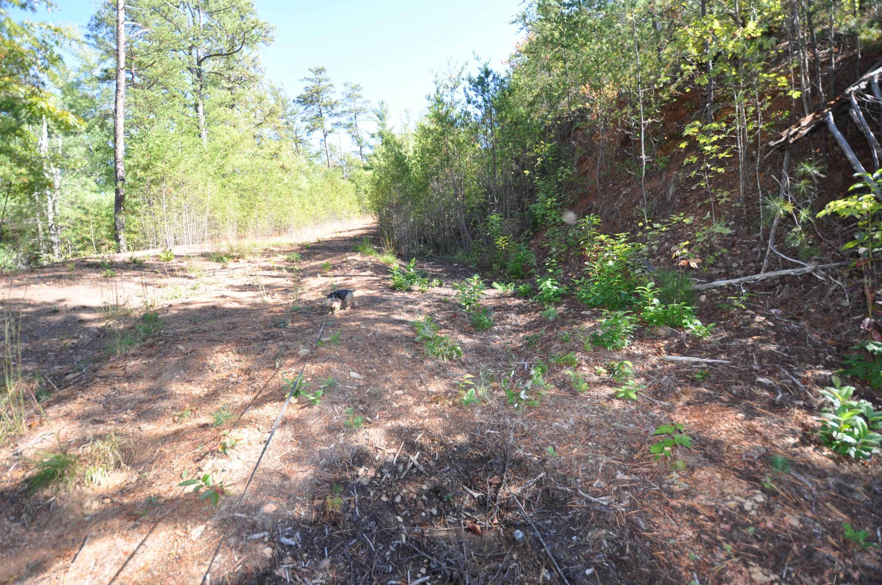 Stonegate Way Loop Townsend, TN 37882 - Photo 17 of 26 DSC_0172 (1)