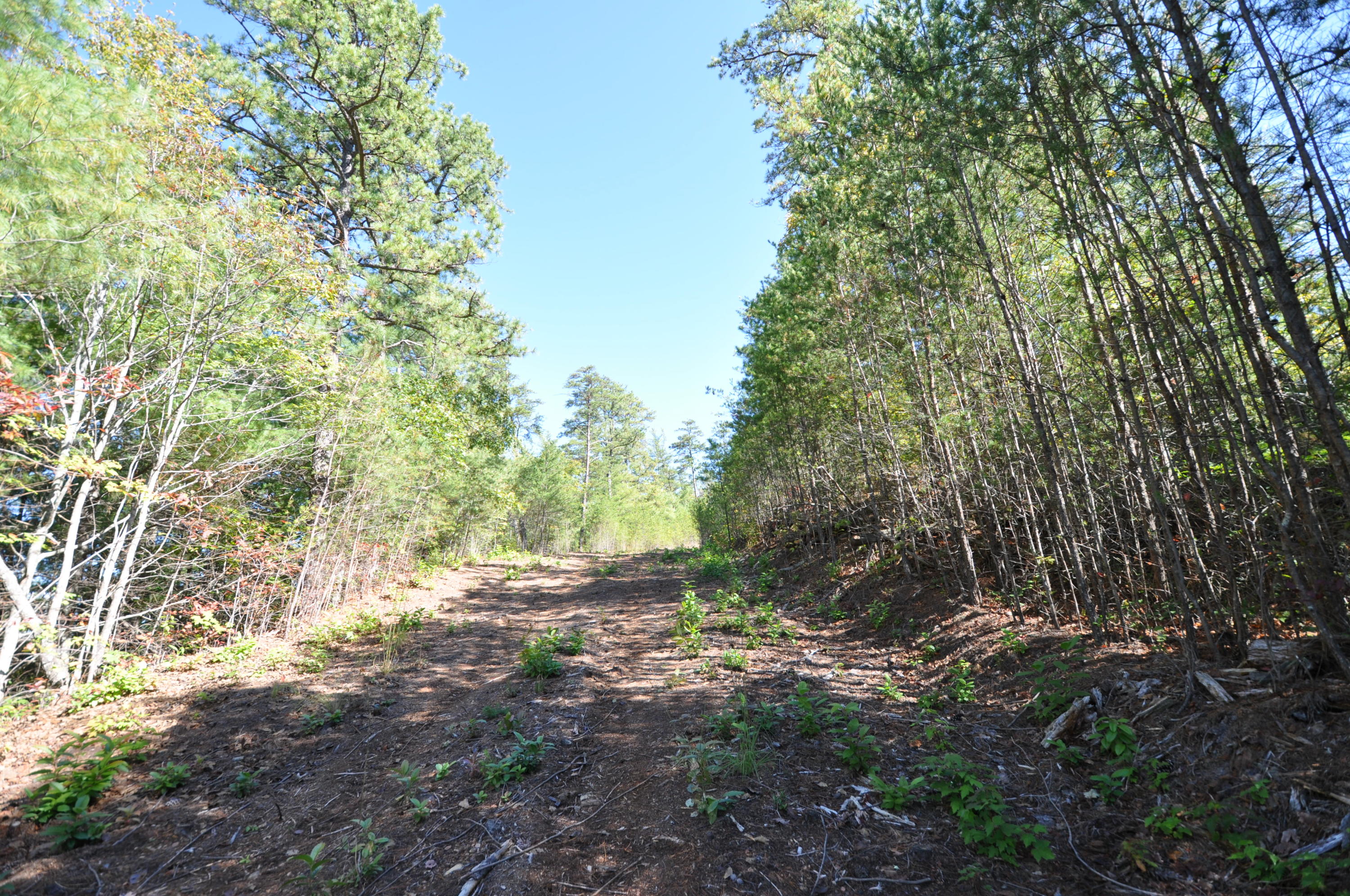 Stonegate Way Loop Townsend, TN 37882 - Photo 18 of 26 DSC_0170
