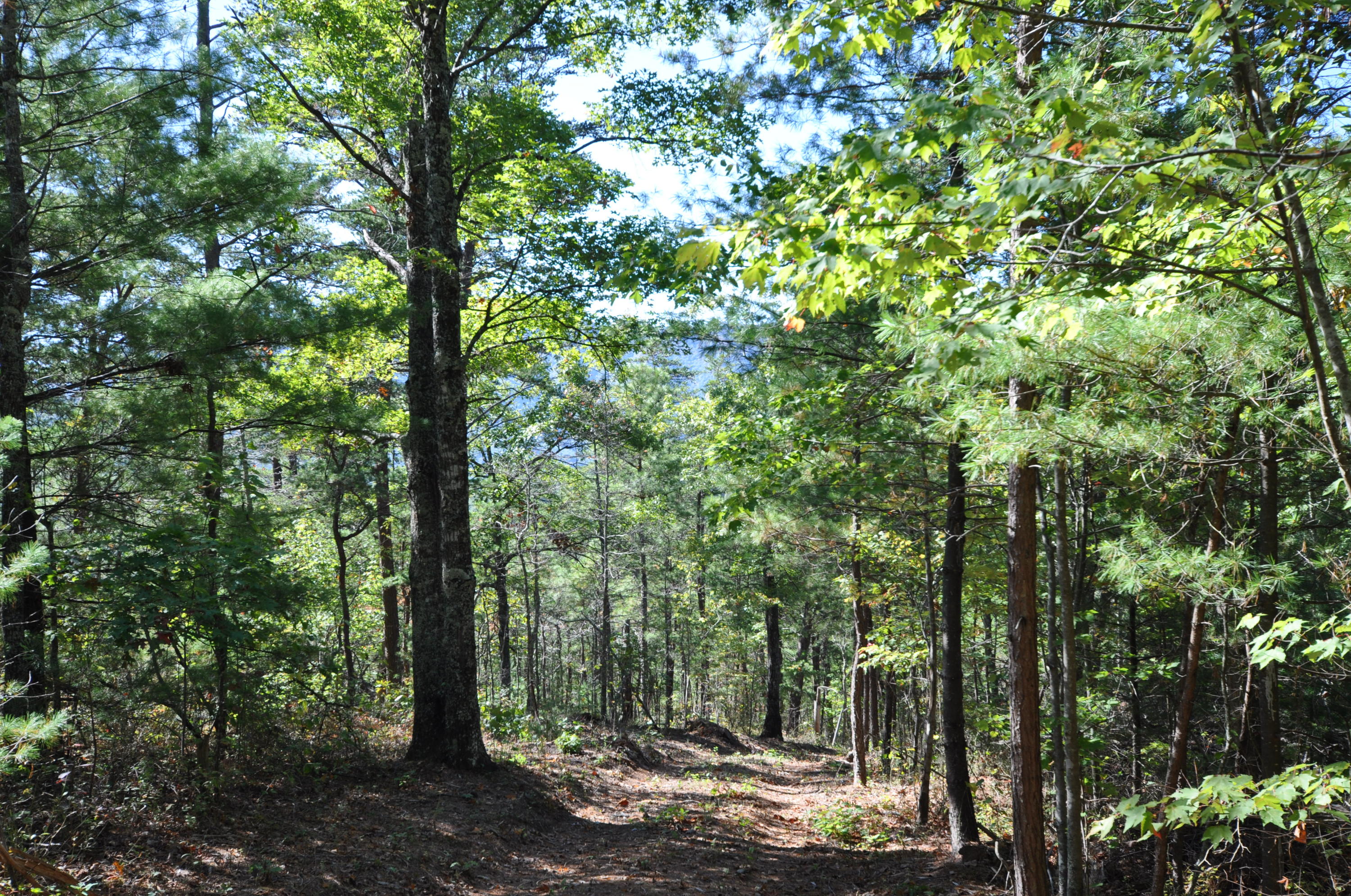 Stonegate Way Loop Townsend, TN 37882 - Photo 22 of 26 DSC_0188