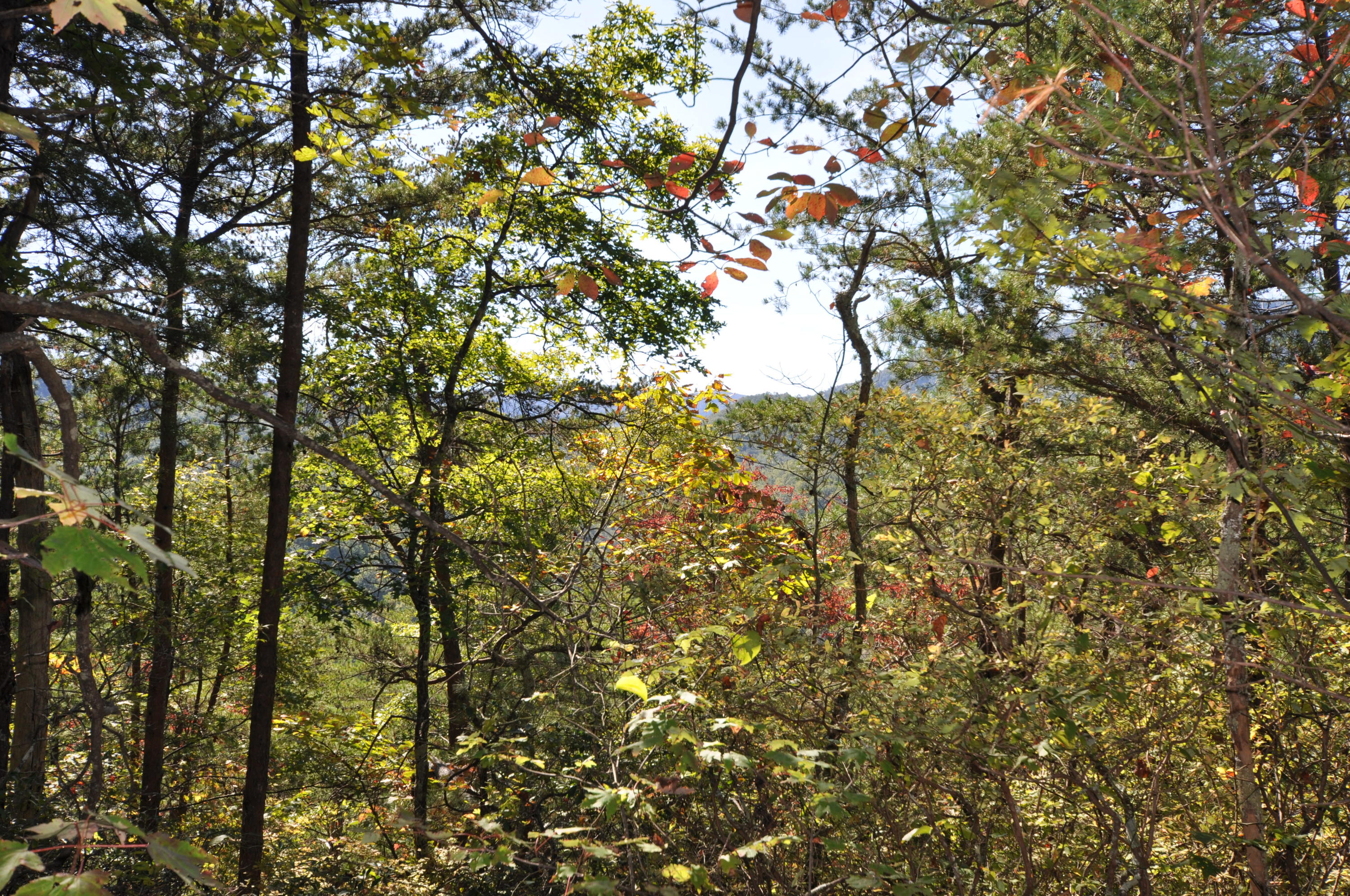 Stonegate Way Loop Townsend, TN 37882 - Photo 24 of 26 DSC_0176