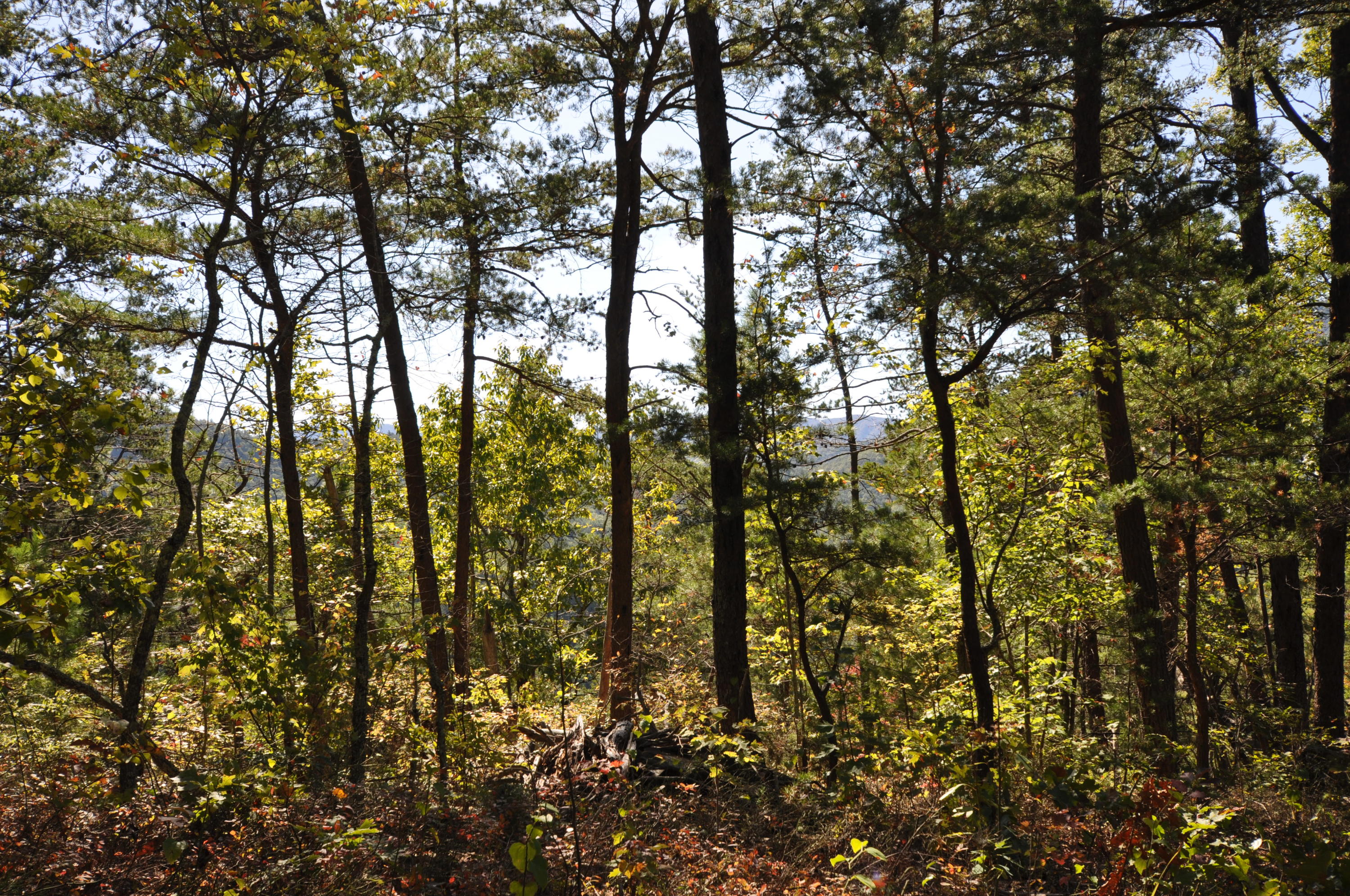 Stonegate Way Loop Townsend, TN 37882 - Photo 25 of 26 DSC_0189