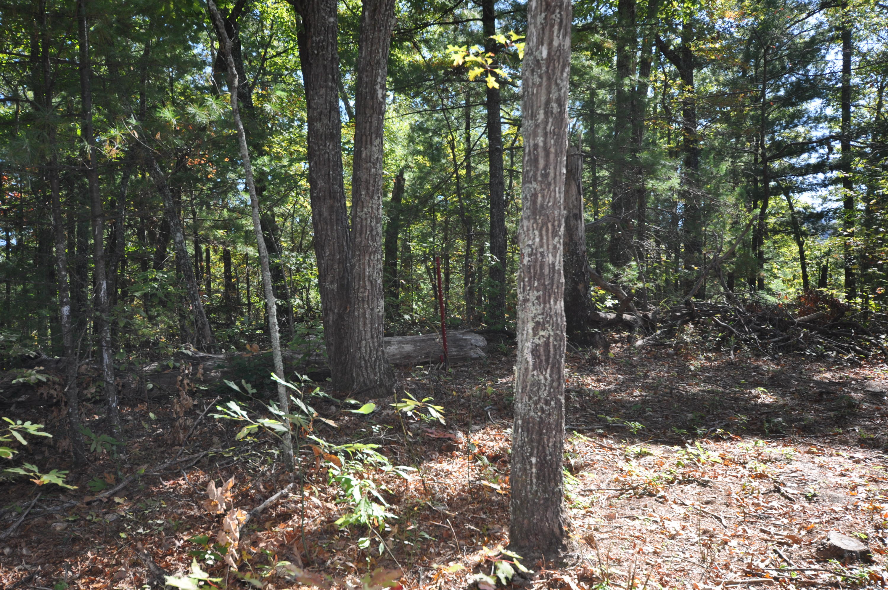 Stonegate Way Loop Townsend, TN 37882 - Photo 8 of 26 DSC_0184