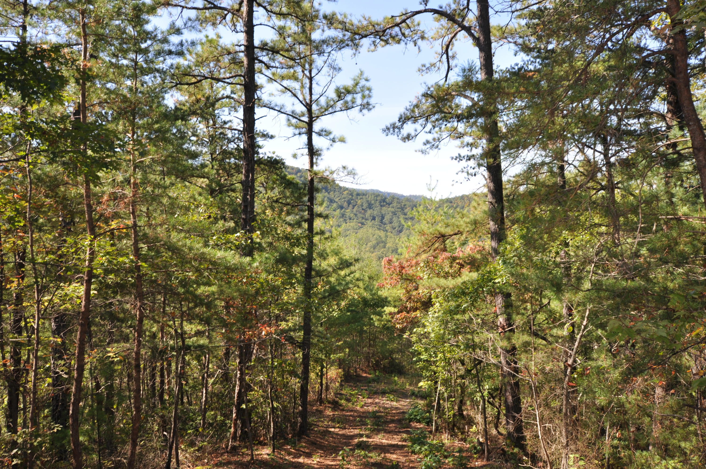 Stonegate Way Loop Townsend, TN 37882 - Photo 10 of 26 DSC_0195