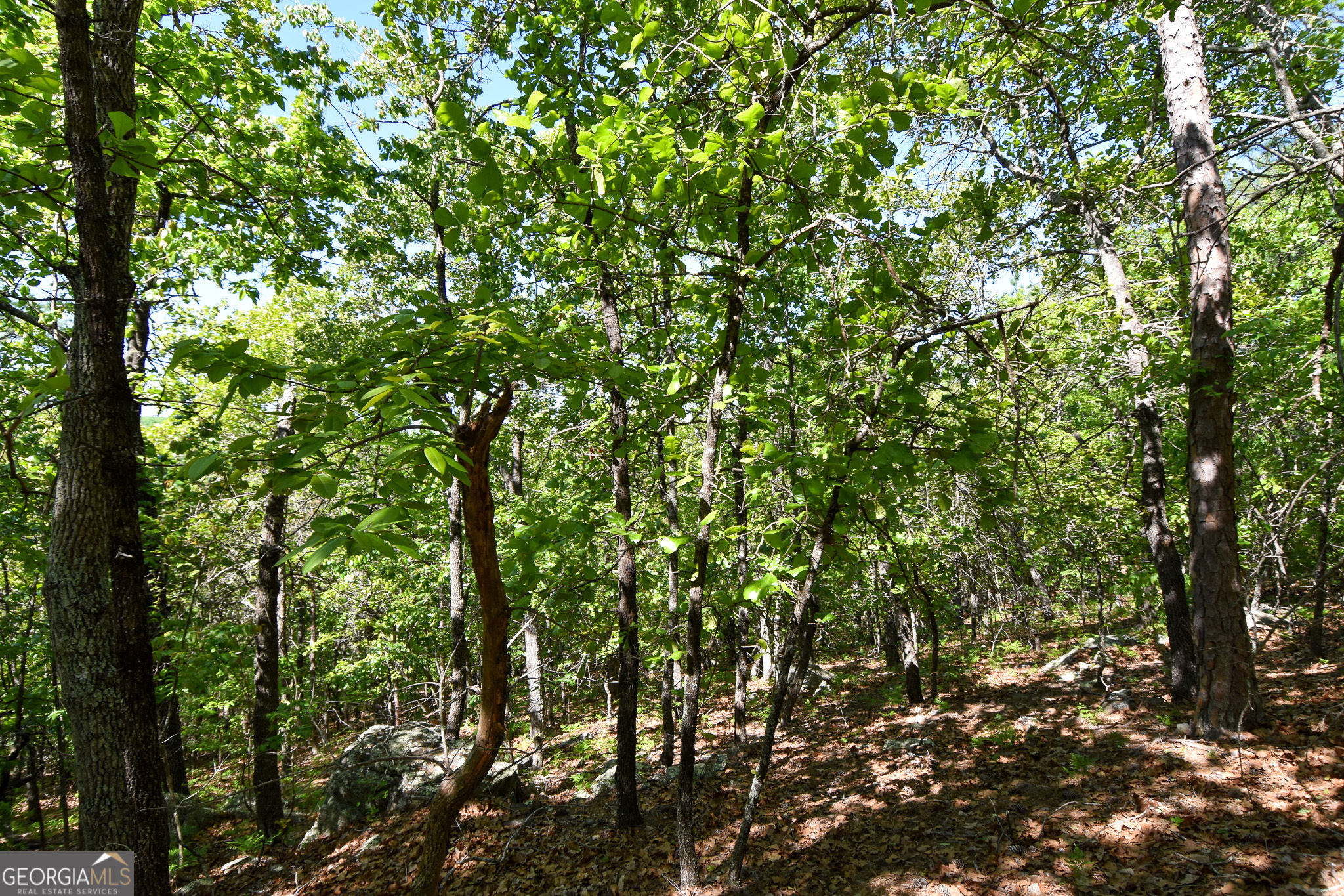 339 Oliver Road Meansville, GA 30256 - Photo 16 of 40 a view of a tree