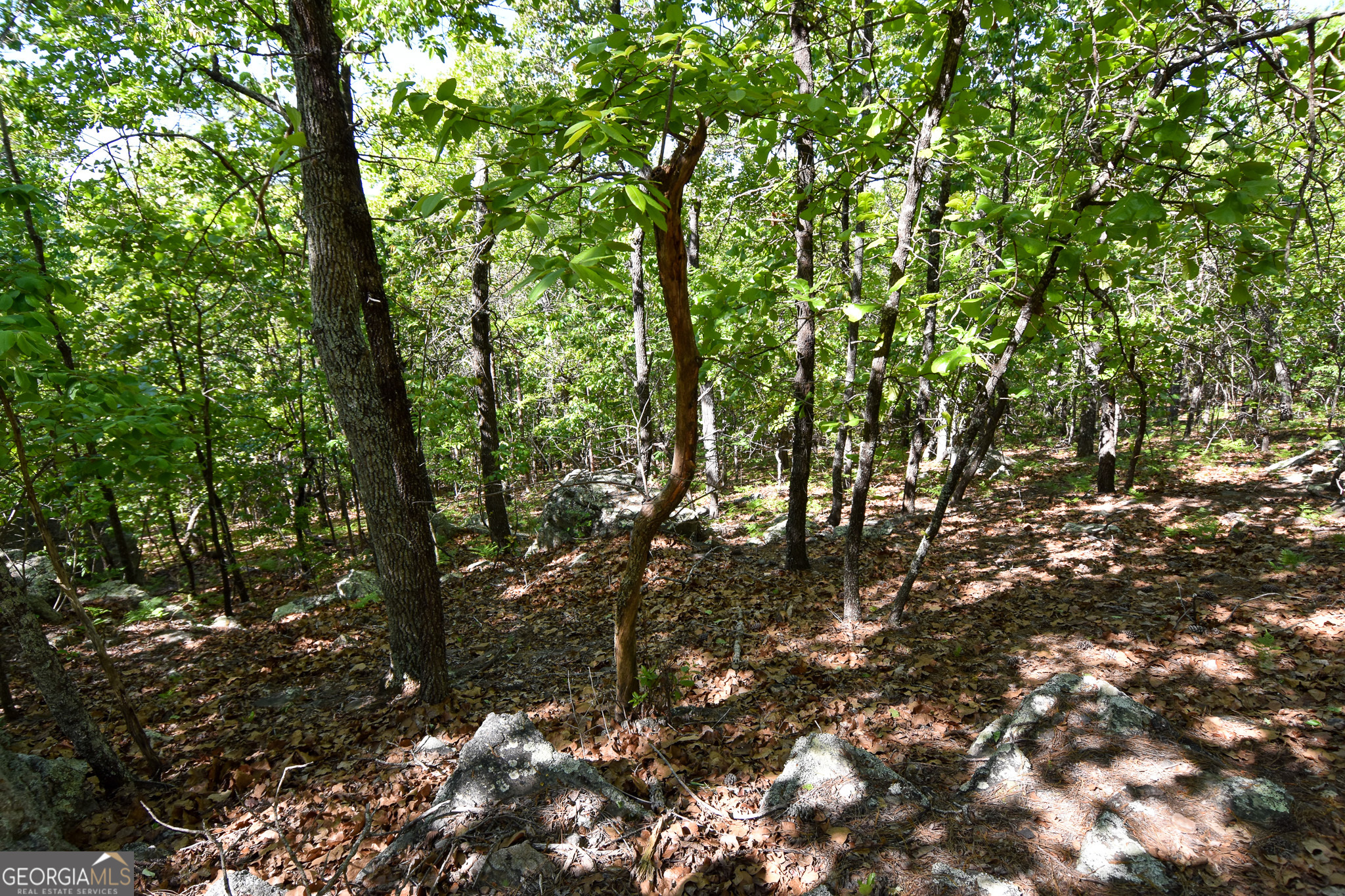 339 Oliver Road Meansville, GA 30256 - Photo 17 of 40 a view of forest