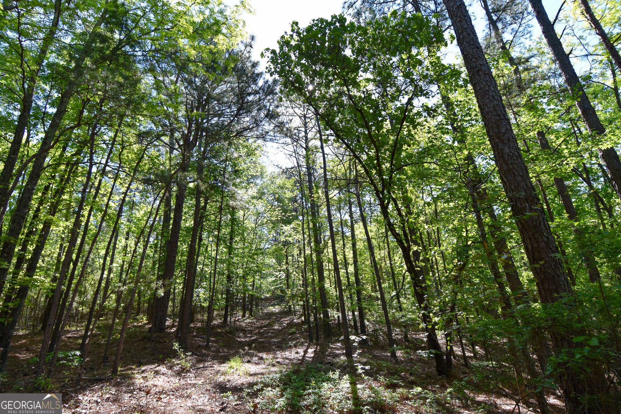 339 Oliver Road Meansville, GA 30256 - Photo 19 of 40 a view of forest