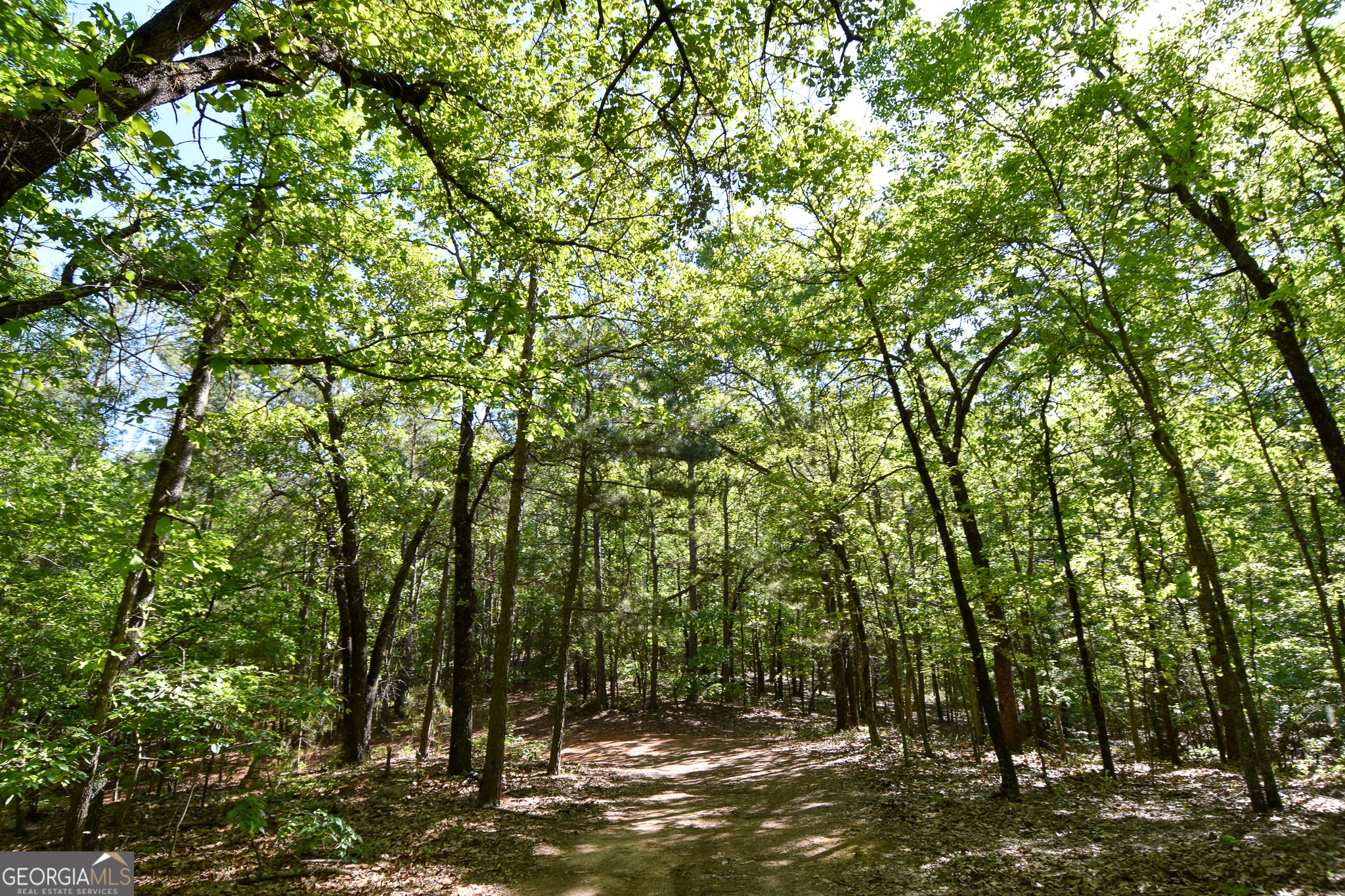 339 Oliver Road Meansville, GA 30256 - Photo 21 of 40 a view of a forest with trees