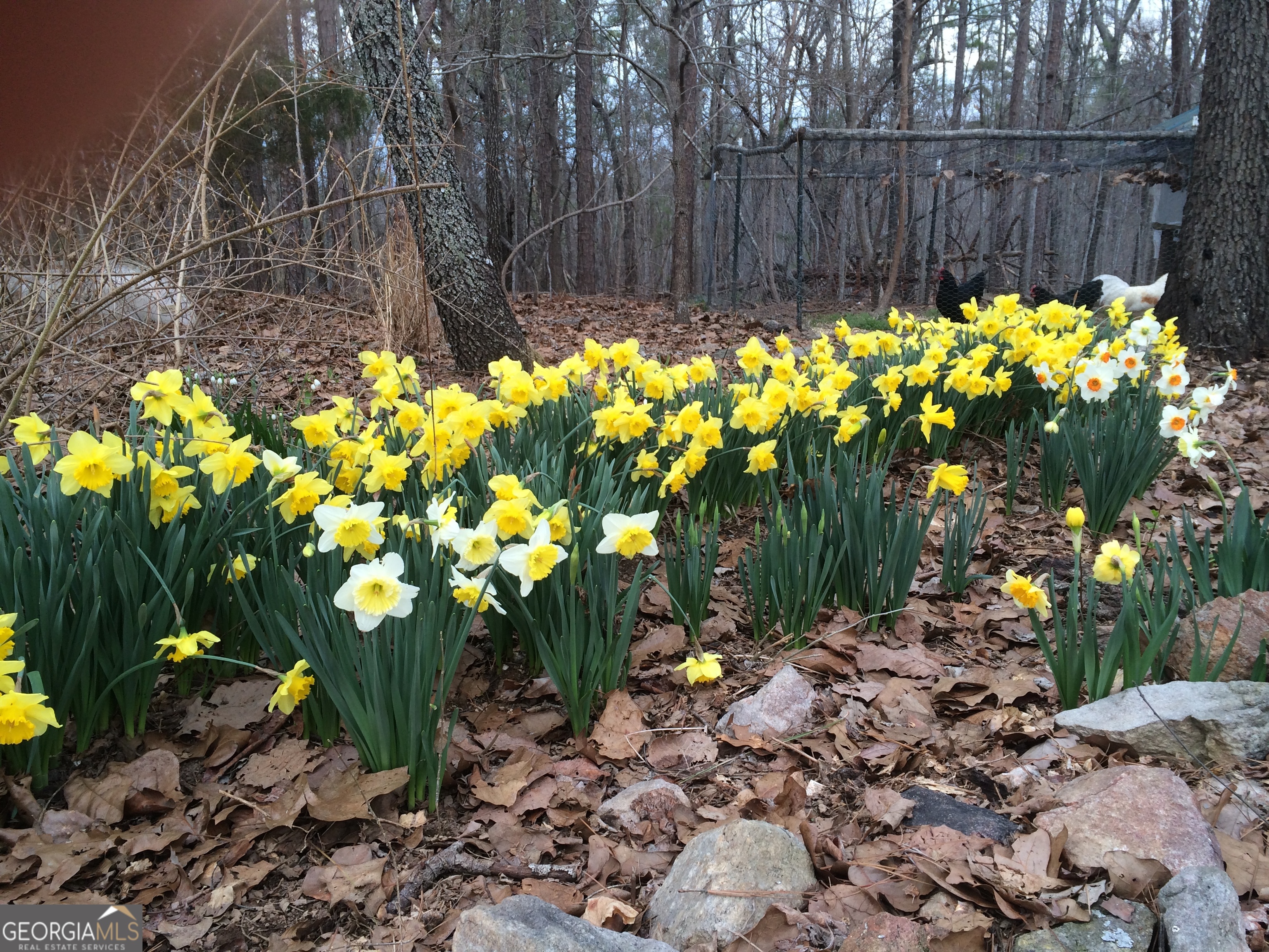339 Oliver Road Meansville, GA 30256 - Photo 27 of 40 a view of a bunch of flowers