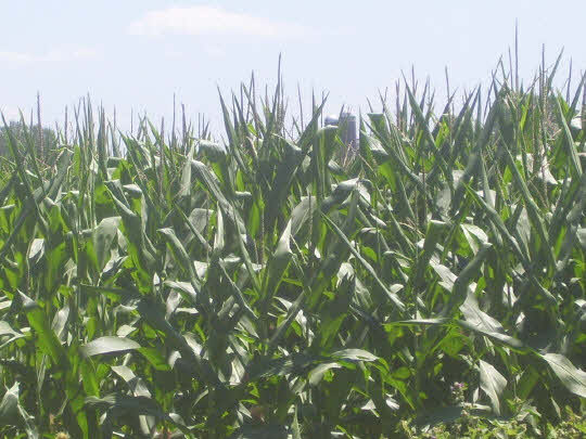 2 Lot Rockton Road Caledonia, IL 61011 - Photo 5 of 7 a view of a plant in a garden