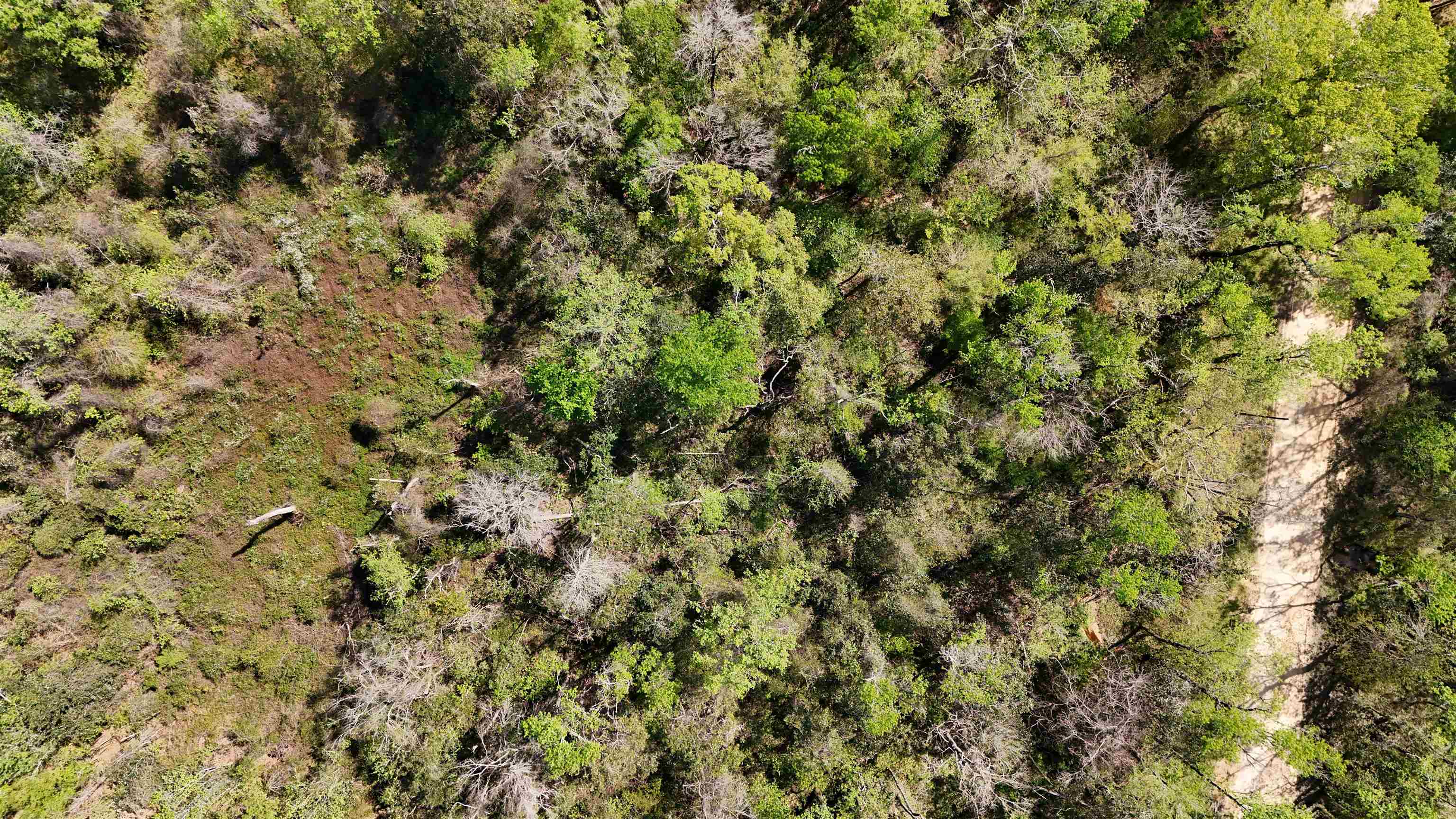 Vacant Attatulga Road Lamont, FL 32336 - Photo 11 of 13