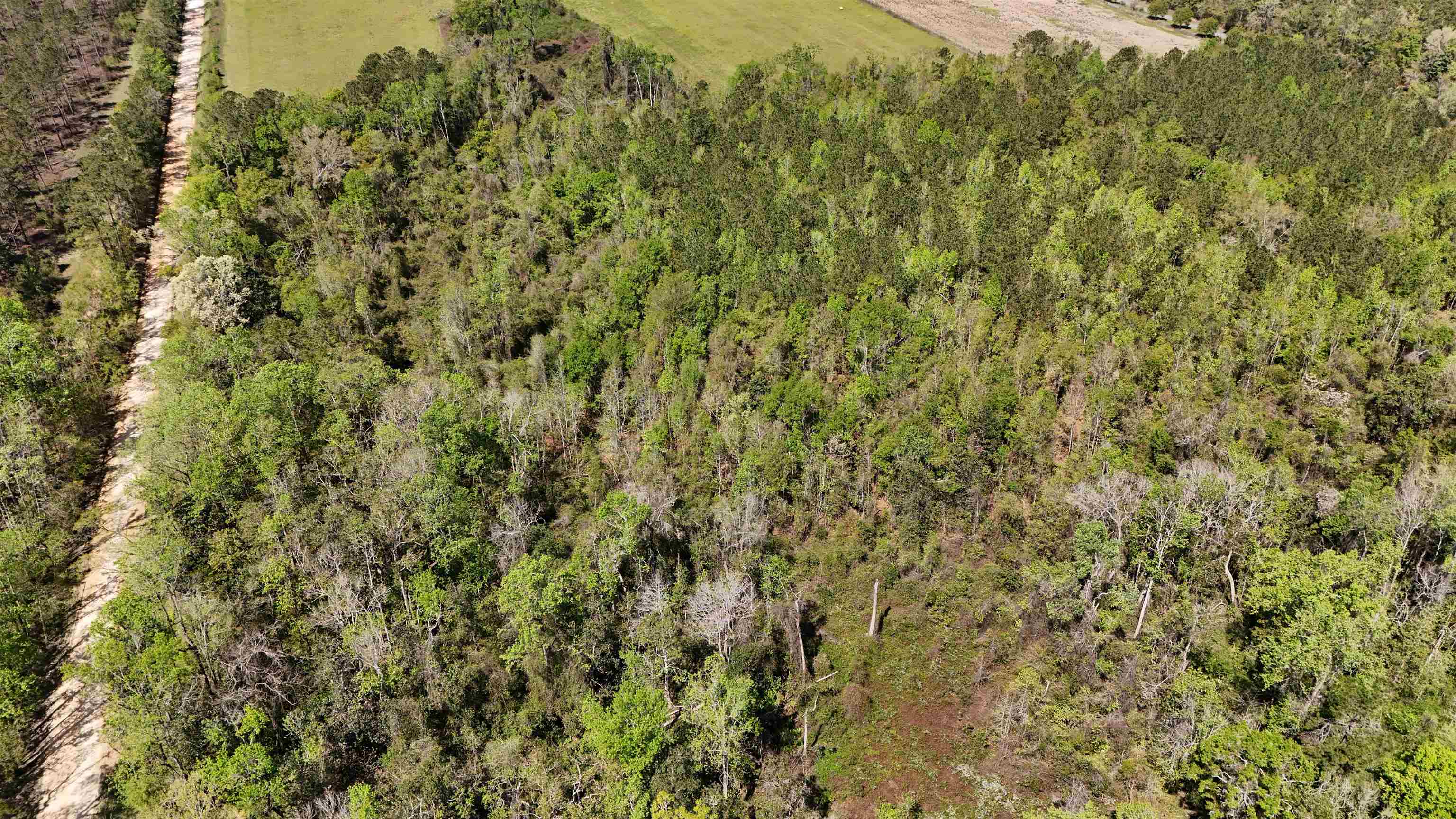 Vacant Attatulga Road Lamont, FL 32336 - Photo 12 of 13