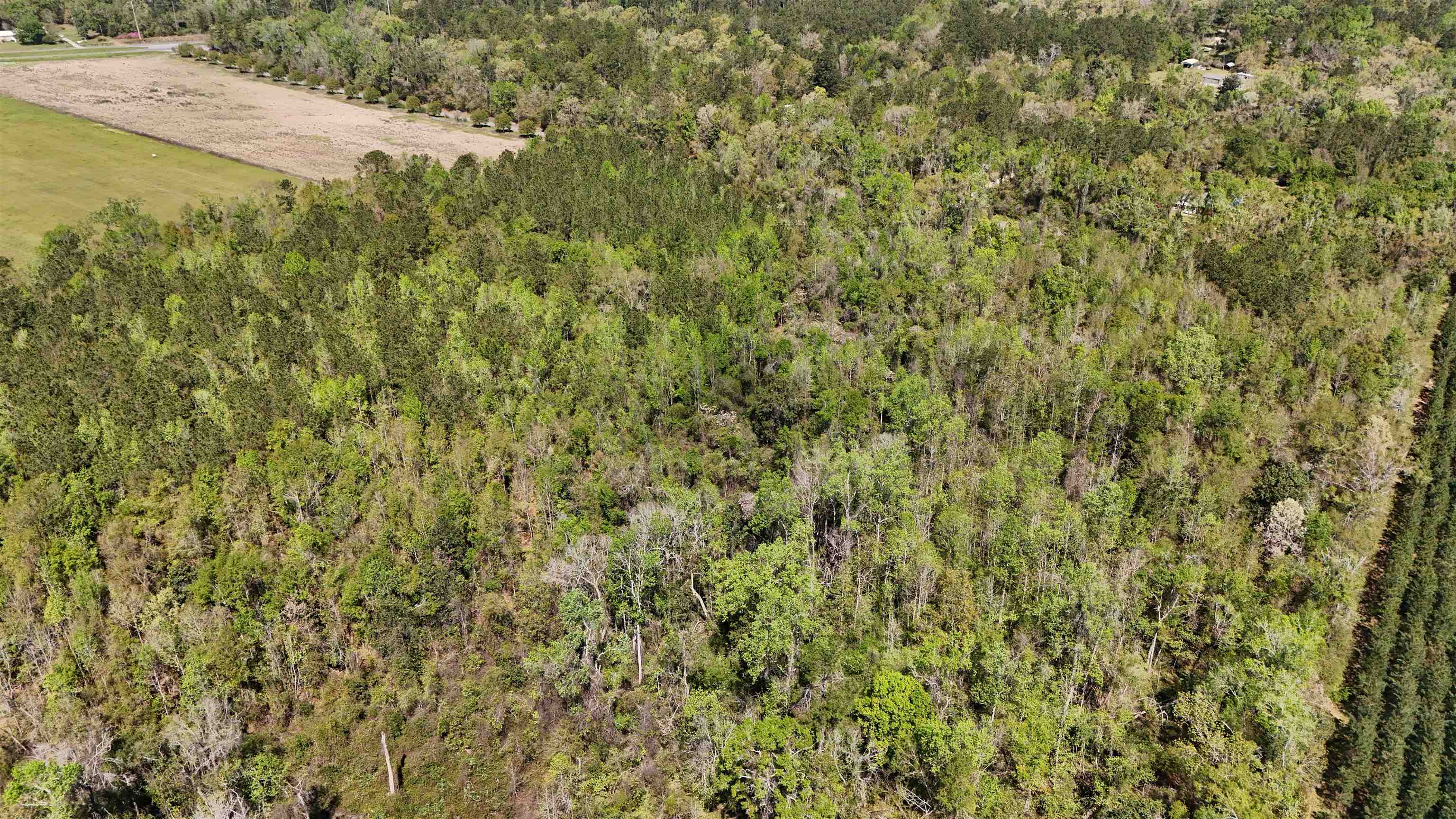 Vacant Attatulga Road Lamont, FL 32336 - Photo 13 of 13