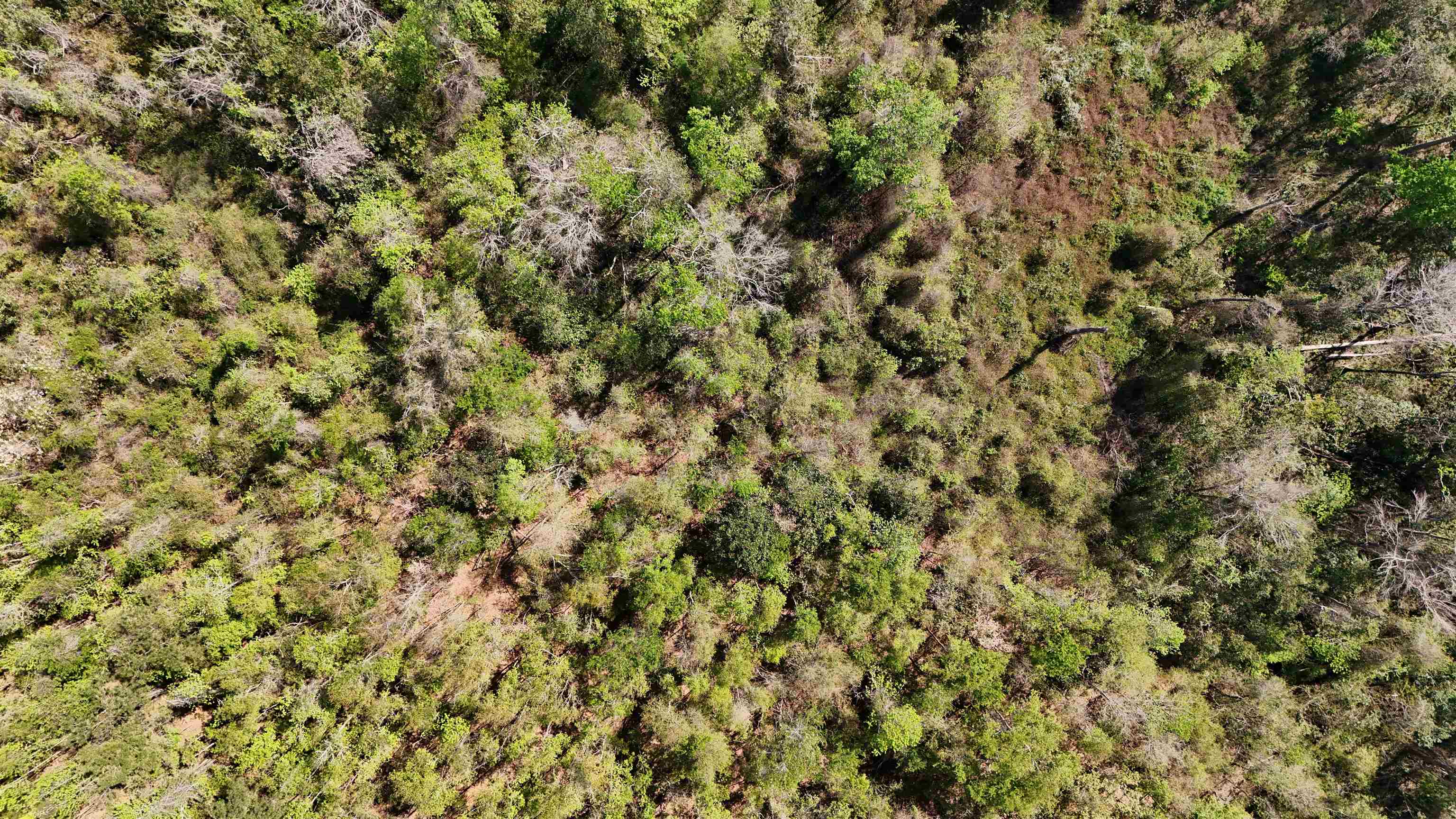 Vacant Attatulga Road Lamont, FL 32336 - Photo 10 of 13