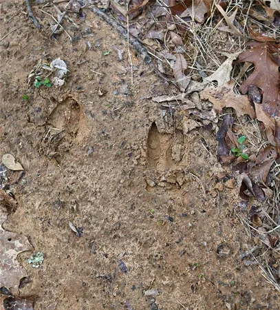 $599,000 | 2211 Farm To Market Road 2029, Telephone, TX 75488