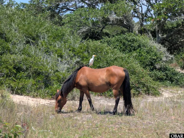 $145,000 | 1631 Ocean Pearl Road, Corolla, NC 27927