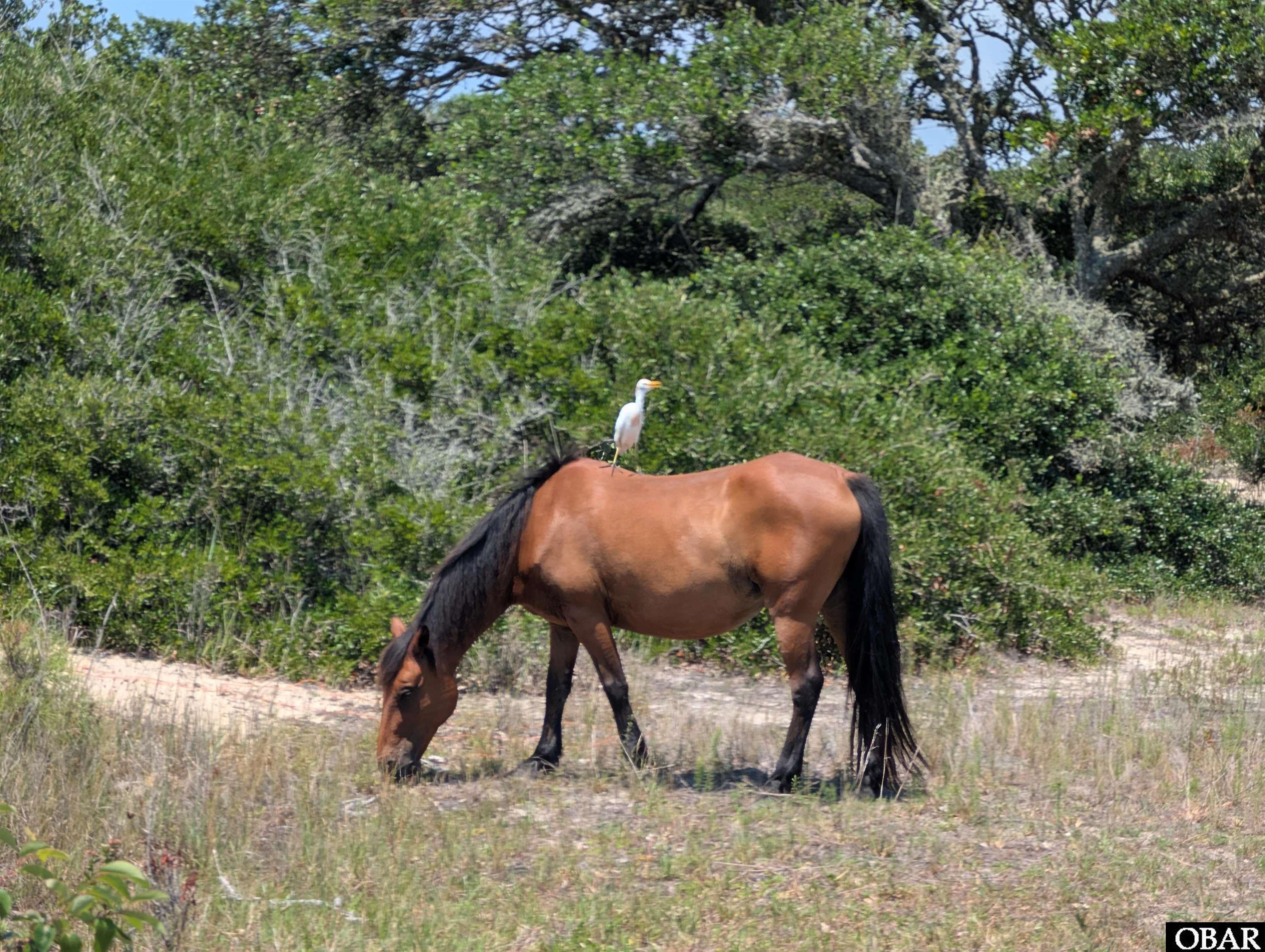 1631 Ocean Pearl Road Corolla, NC 27927 - Photo 11 of 11